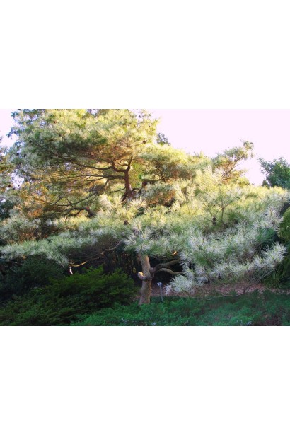 Pinus densiflora Oculus draconis on shtamb посадка
